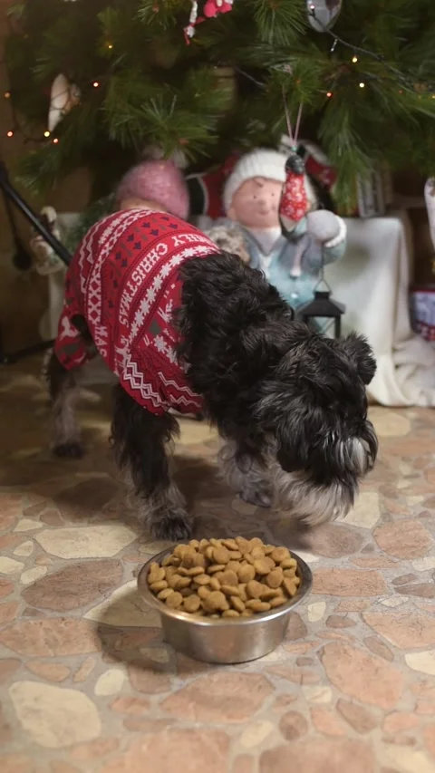 Vertical video of a mini schnauzer eating dog food from a bowl, with a cozy Chri Stock Footage 327227432