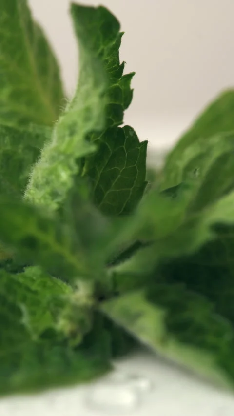 Vertical video of mint leaves with drops water, rotate in white background Stock Footage 280242715
