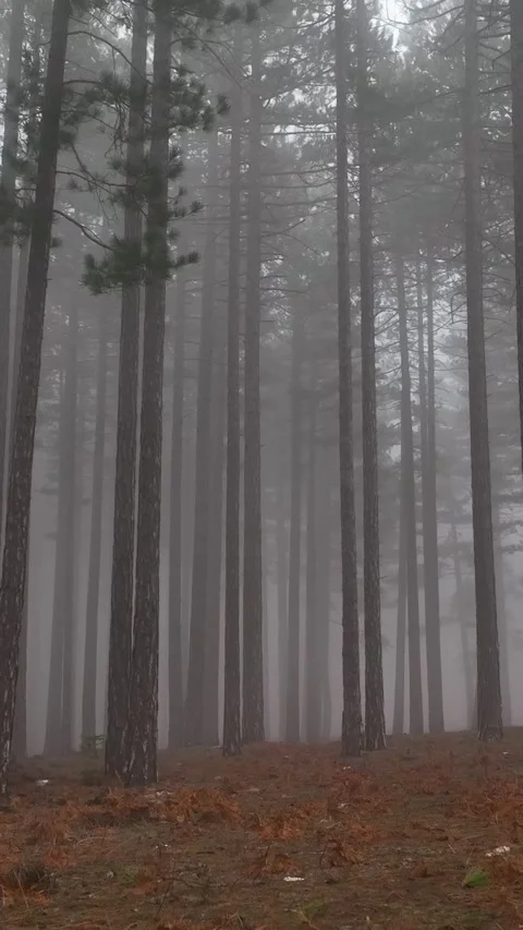 Vertical Video Misty Forest flight between trees in the foggy forest Stock Footage 222315163