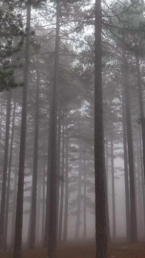 Vertical Video Misty Forest flight between trees in the foggy forest Stock Footage 222315415