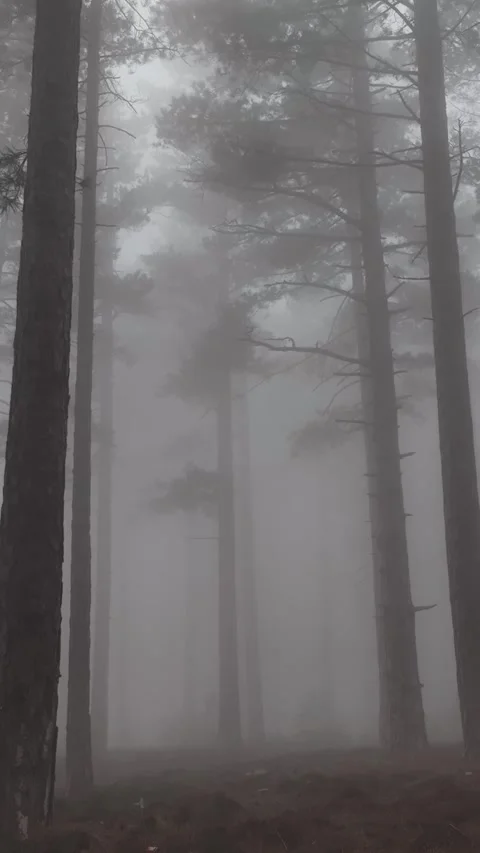 Vertical Video Misty Forest flight between trees in the foggy forest Stock Footage 222315663