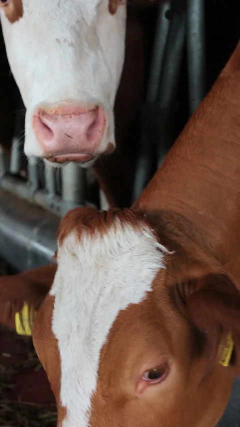 Vertical video. Modern farm barn with milking cows eating hay. Stock Footage 344629916
