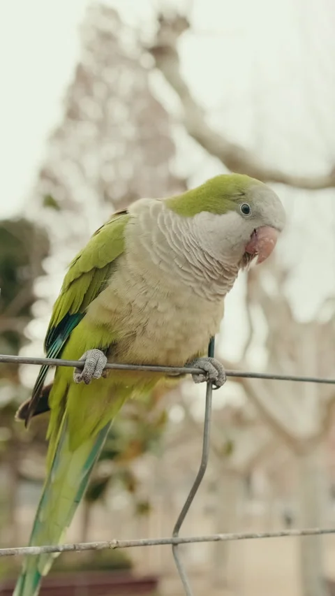 Vertical video, Monk Parakeets Perched on a Fence Video stock 306486571