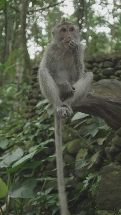 Vertical video - Monkey eating 4k - BALI udh 4k 10 bit 스톡 동영상 115713759