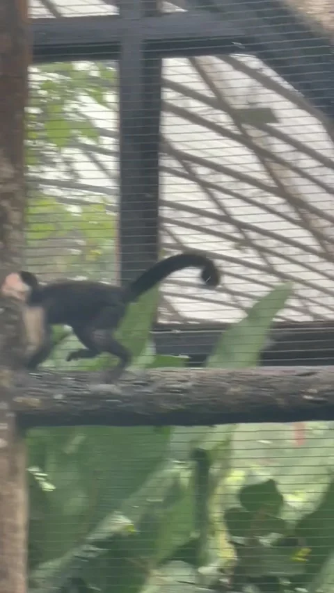 Vertical video of Monkeys in a zoo 스톡 동영상 180546929