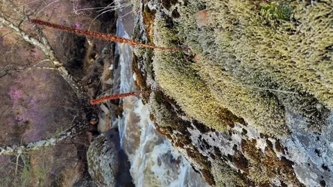 Vertical video. Moss on river stone, close up, selective focus. Video stock 166835484