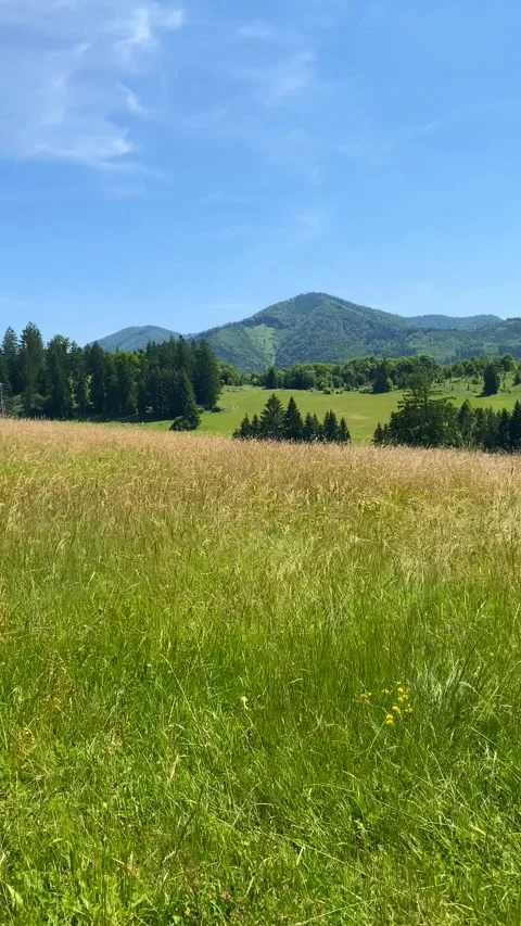 Vertical video of mountain landscape with high grass field and evergreen fo.. Video stock 313558264