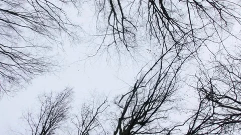 Vertical video. The movement of tall bare trees against the background of an Video stock 250453972