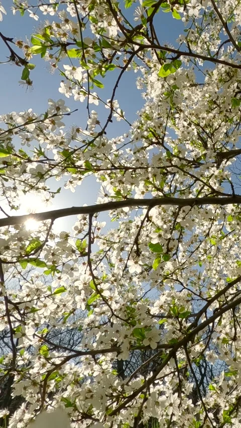 Vertical video, Movement through the branches of a blooming fruit tree with Stock Footage 299595474
