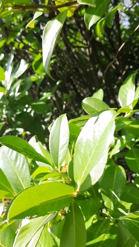 Vertical video of movement through green foliage along bushes Stock Footage 281371071