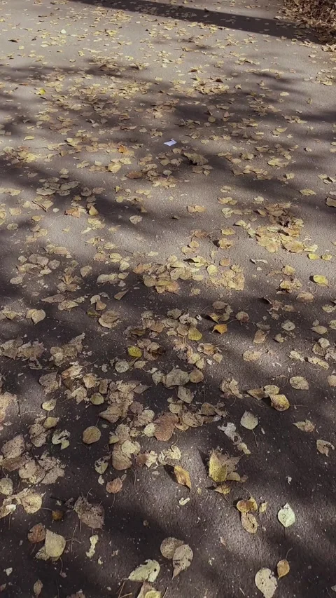 Vertical video. Moving the camera forward. The road is covered with yellow Stock Footage 314241947