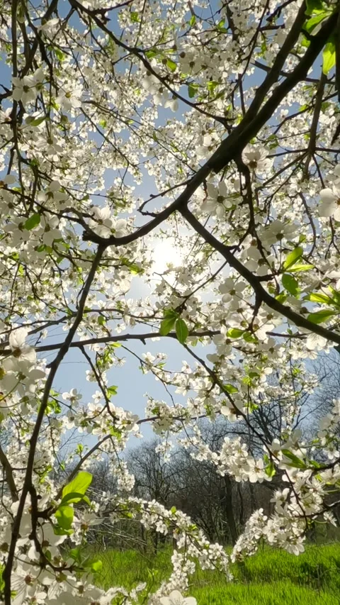 Vertical video, Moving forward on the surface of green grass up through the Stock Footage 289979833