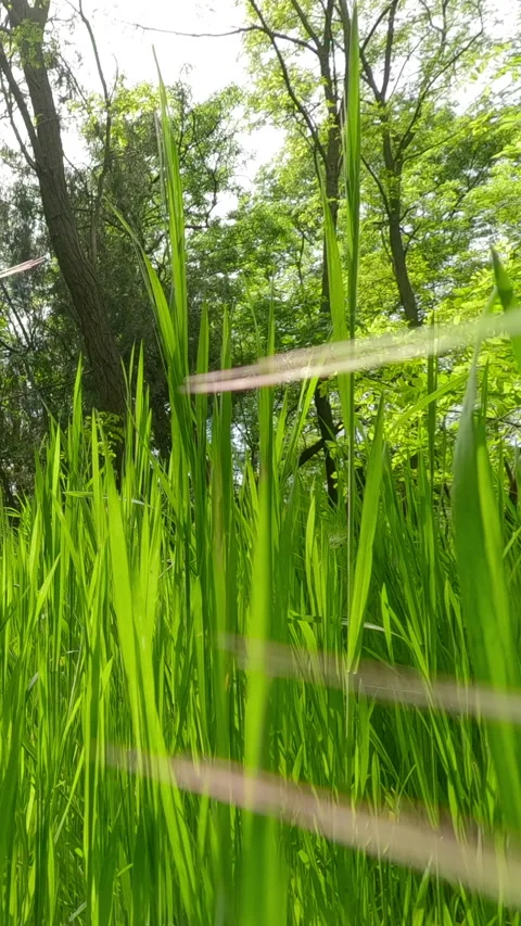 Vertical video, Moving forward through tall thick green grass in a park with Video stock 302875934