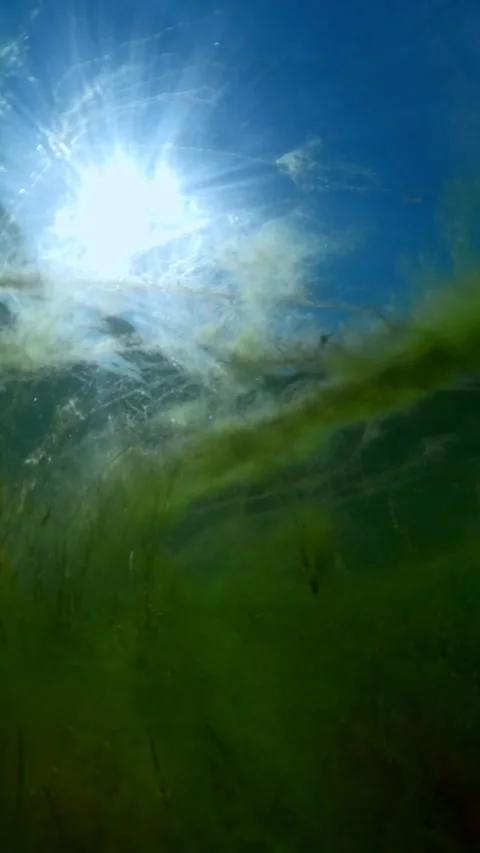 Vertical video, Moving forwards through Dwarf eelgrass (Zostera noltii) covered Stock Footage 316550613