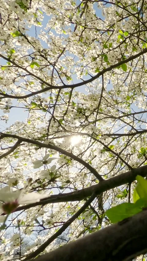Vertical video, Moving upward from a thick green tava through the branches of a Stock Footage 304983426