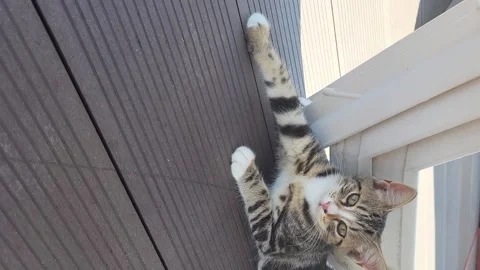 Vertical video of multi colored cat lying on the roof deck in the shadow outside Stock Footage 258851567