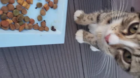 Vertical video of a multi colored cat eating cat food afraid of camera Stock Footage 258851604