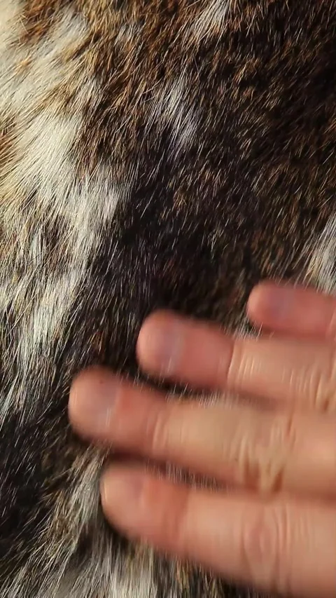 Vertical video of natural fur background Stock Footage 246302389