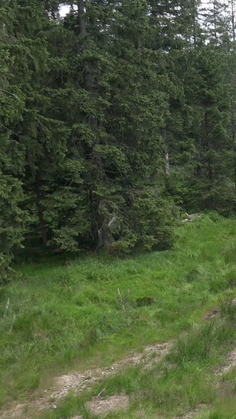 Vertical video natural river spring valley pan in mountain range Harz landscape Stock Footage 116091232
