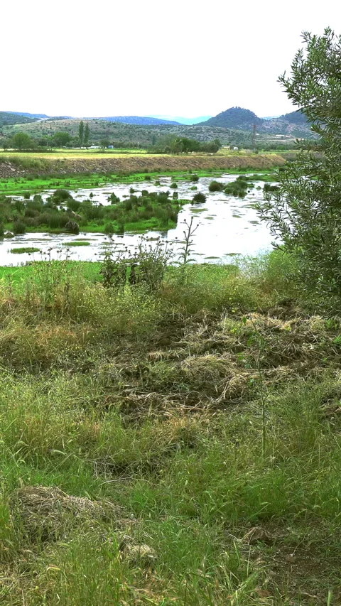 Vertical video, Natural stream Vidéo 295198123