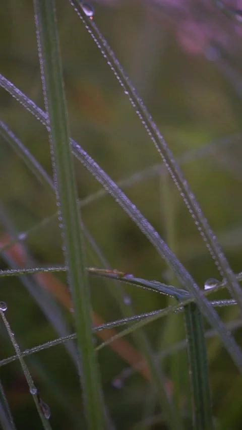 Vertical video nature Video stock 157827252