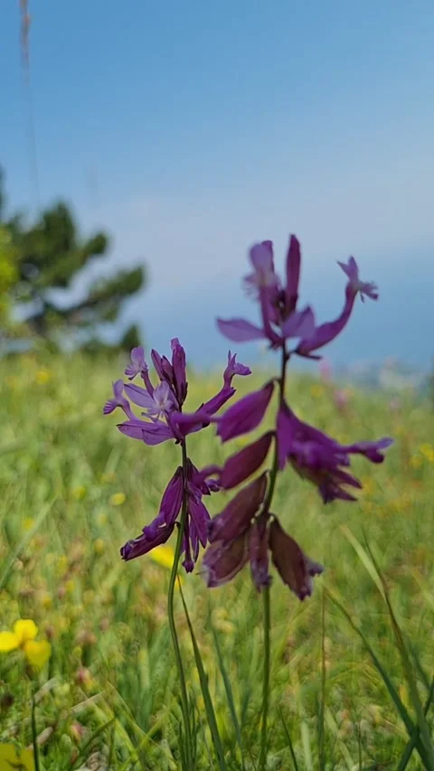 Vertical video nature Video stock 157827255