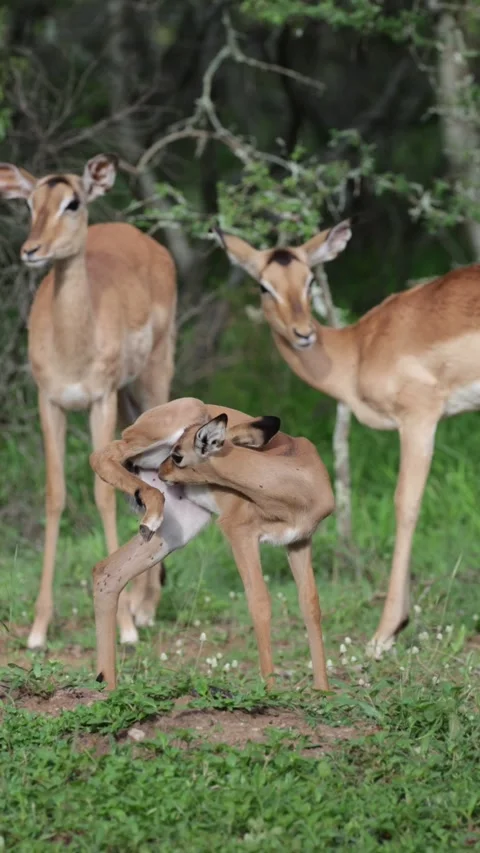 Vertical video, a new born impala lamb c... | Stock Video | Pond5