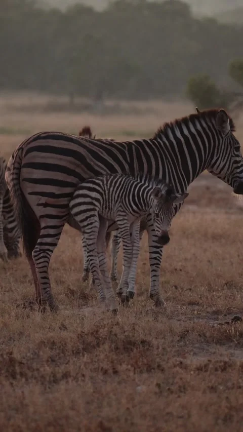 Vertical video, a newborn zebra finding its feet Stock Footage 336373743