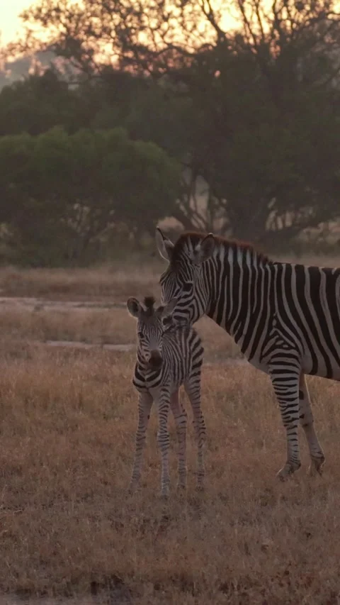 Vertical video, a newborn zebra with its mom Stock Footage 336373916