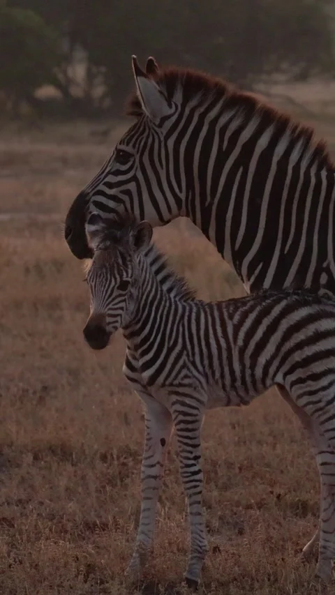 Vertical video, a newborn zebra making the bray sound Stock Footage 336373834