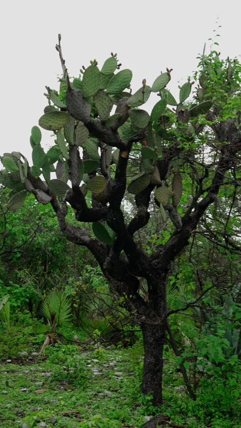 Vertical video, Nopal cardon in the middle of a scrub ecosystem Stock Footage 280632631