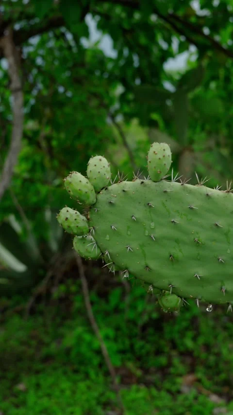 Vertical video, nopal a green cactus with fruits known as tunas, Opuntia ficus Stock Footage 280632515