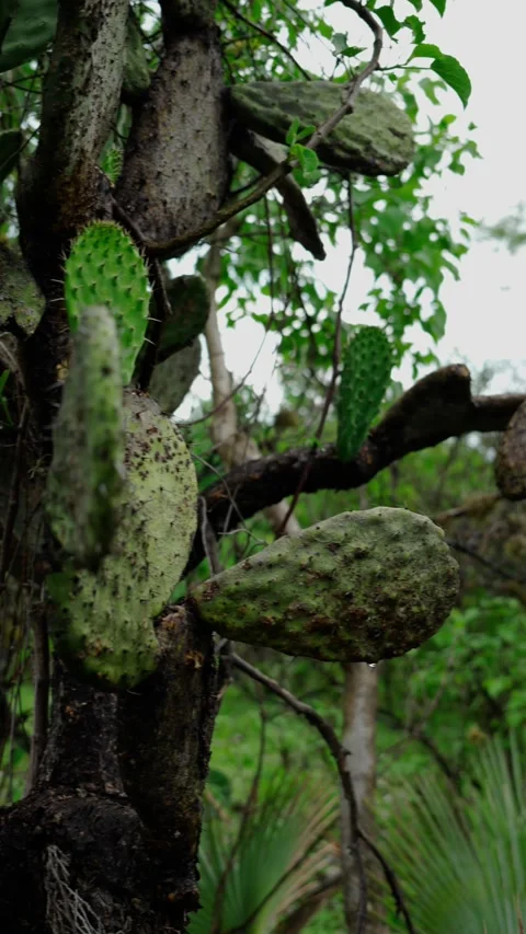 Vertical video, nopal, green cactus after rain Stock Footage 280632684