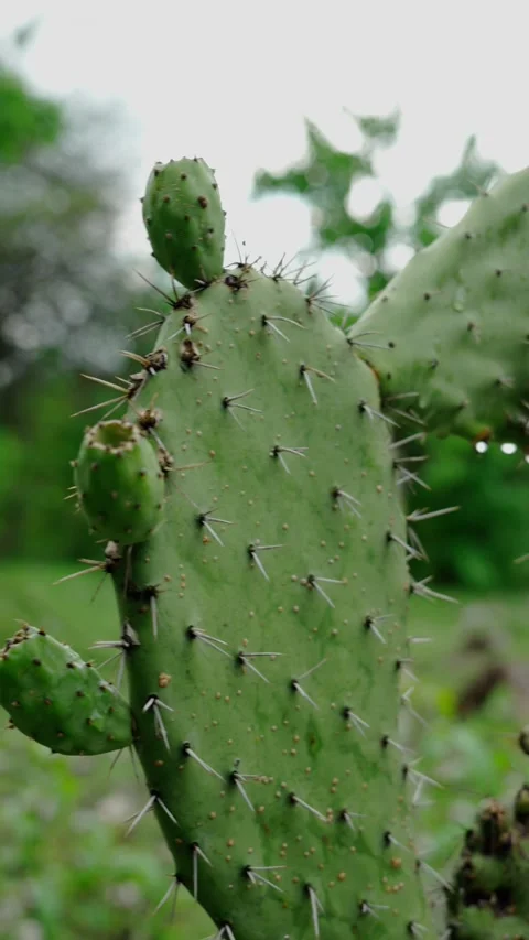 Vertical video, nopal with green tunas, Opuntia ficus indica, close up Stock Footage 280632671