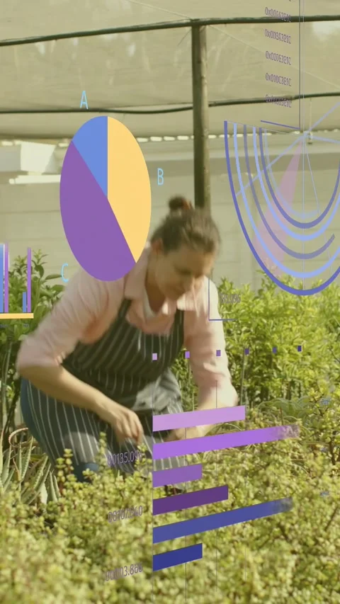 Vertical video: Nursery worker checking shrubs, pruning with snips for yield Stock Footage 333465013