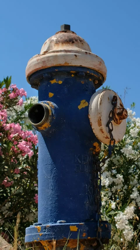 Vertical video old fire hydrant against blooming oleanders. Stock Footage 337519833