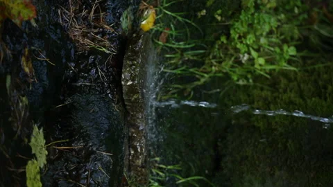 Vertical video. Old forest fresh water spring Video stock 161840613