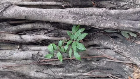 Vertical video of an old tree 库存影片 143943071