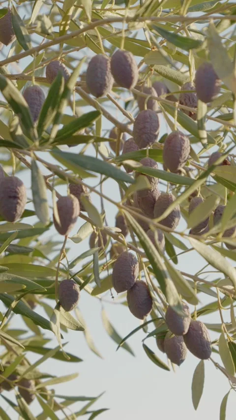 Vertical video Olive trees cultivated for olive oil, fine wood, and olive fruit Stock Footage 303698726