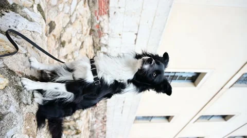 Vertical video of a one border collie dog sitting on a stone wall. Stock Footage 168927619