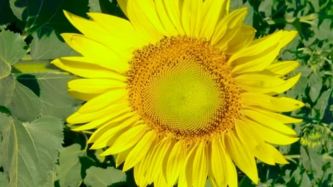 Vertical video of opened sunflower Stock Footage 158676495
