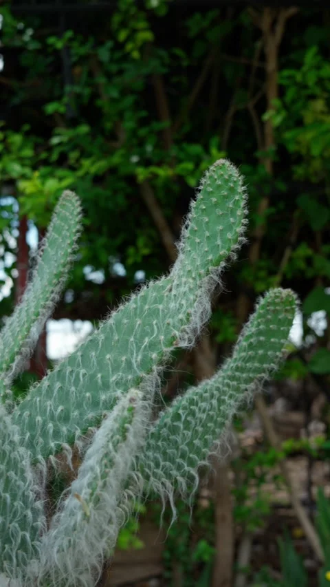 Vertical video Opuntia senilis  old man s head cactus, species native to Mexico Stock Footage 280632336