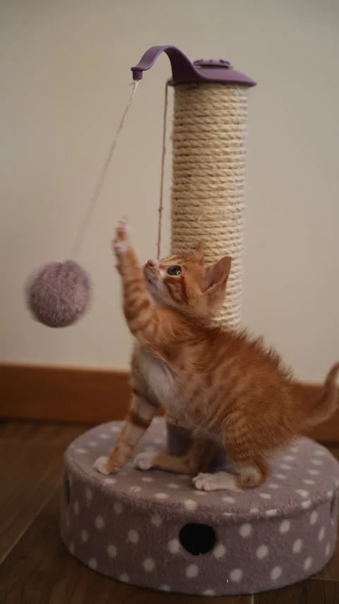 Vertical video of an orange kitten playing with a toy, at home Stock Footage 221395493