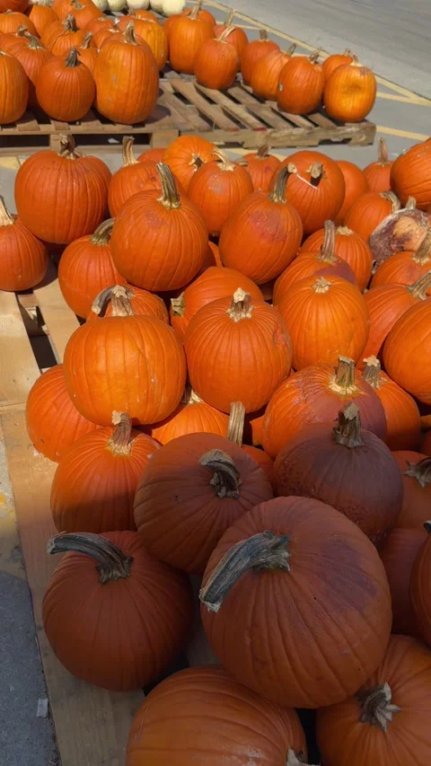 Vertical video of orange pumpkins, Halloween season Stock Footage 345363360
