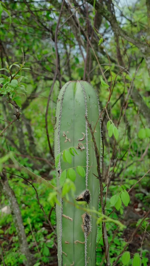 Vertical video, organo cactus in the middle of a scrubland ecosystem Stock Footage 280632688
