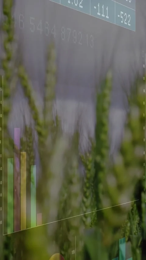 Vertical video: Overlay shifting right, faint charts rotating behind wheat, Stock Footage 332823520