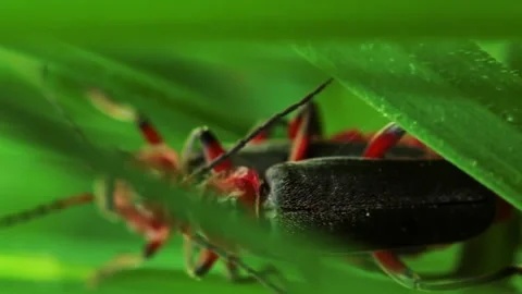 Vertical video pair of mating beetles firefighters crawling on the grass Stock Footage 246958490