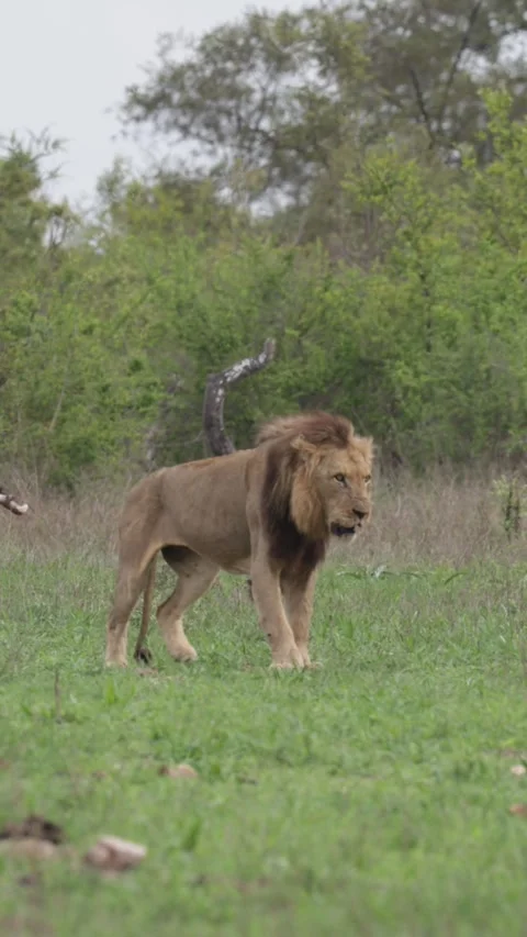 Vertical video - a pair of mating lions together Stock Footage 293685465