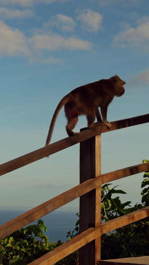 Vertical video. Pair of Wild Macaques Resting on Wooden Stairway Above Kelingkin Vídeo Stock 337022664