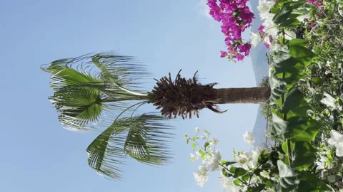 Vertical Video of Palm Tree and Blooming Bougainvillea Flowers Under Blue Sky Stock Footage 347925843